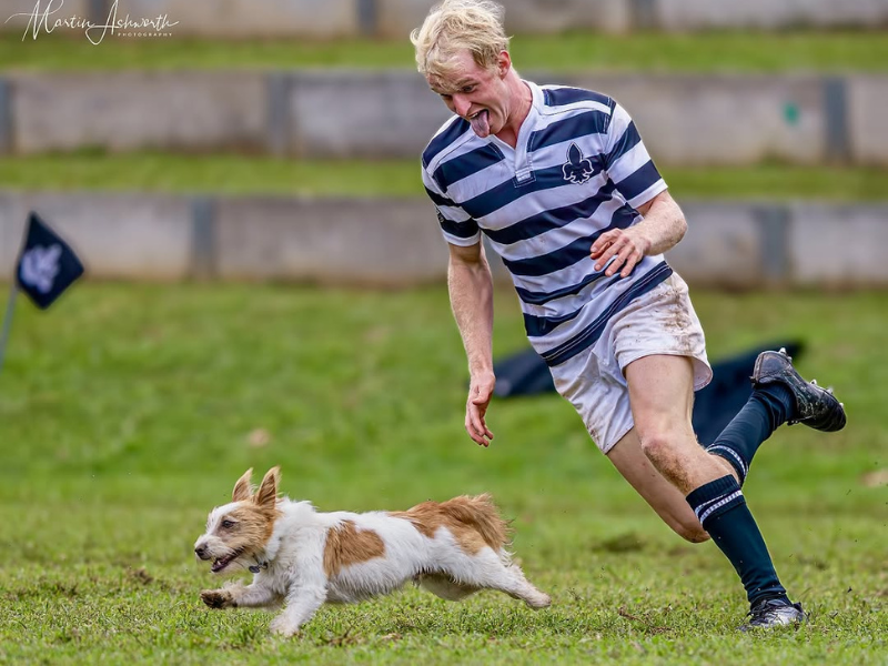 Hilton Jack Russel