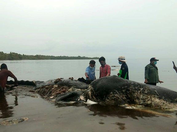 sperm whale