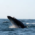 Whale breeching in Durban seas