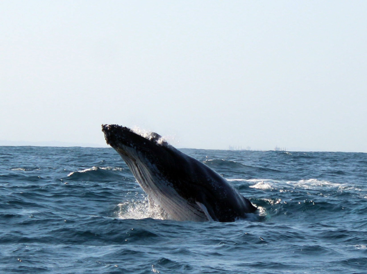 Whale breeching in Durban seas