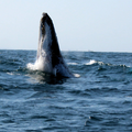Whale of a time off Durban