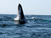 Whale of a time off Durban