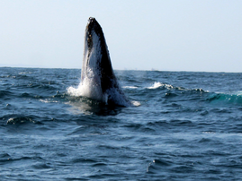 Whale of a time off Durban