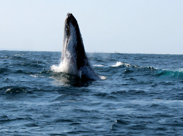 Whale of a time off Durban