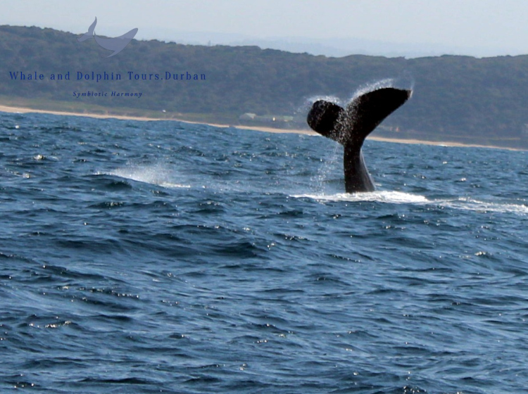whale season off the Durban coast
