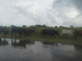 Jozini