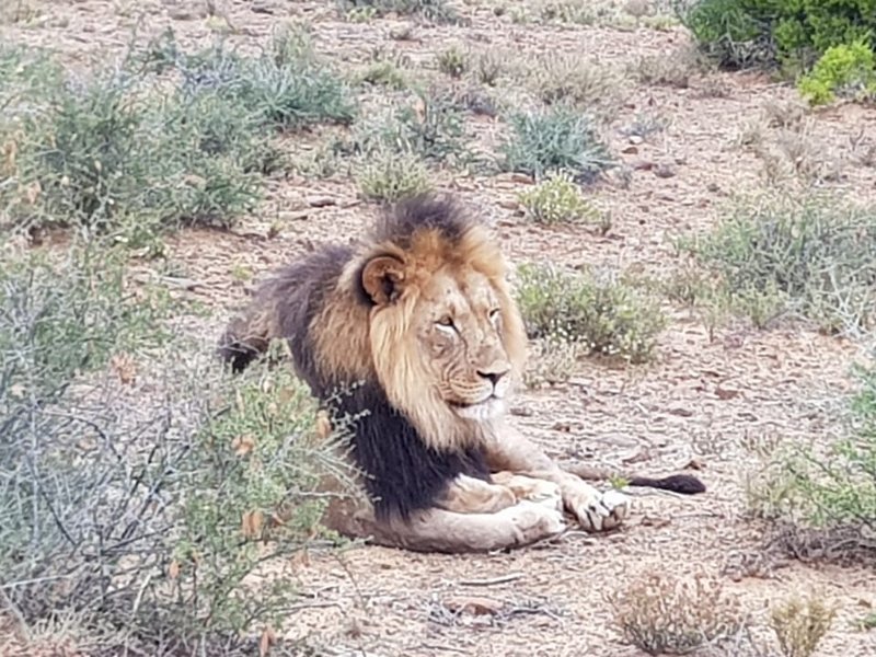 sylvester the lion