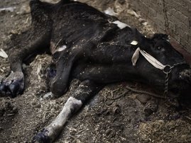 Foot and mouth disease