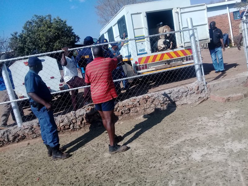 Police launch manhunt for two livestock thieves