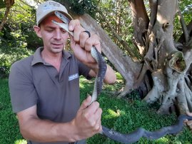 Two metre black mamba captured at KZN primary school
