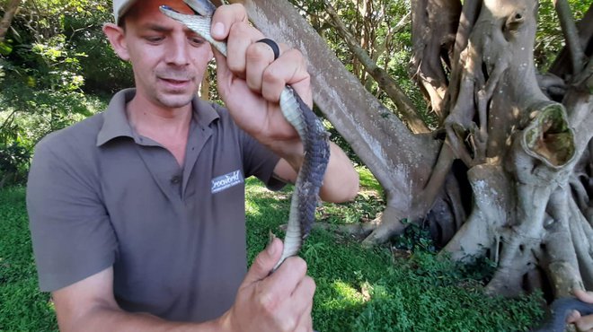 Two metre black mamba captured at KZN primary school
