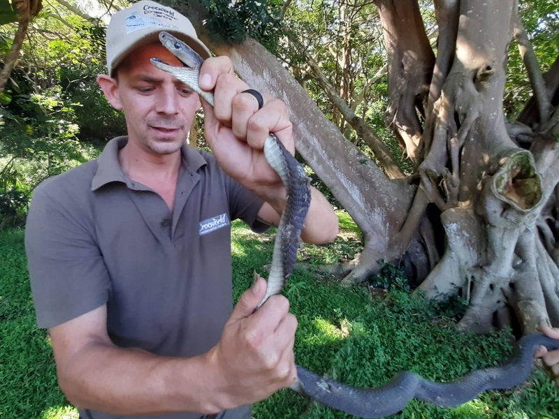 Two metre black mamba captured at KZN primary school