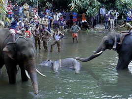 Elephant