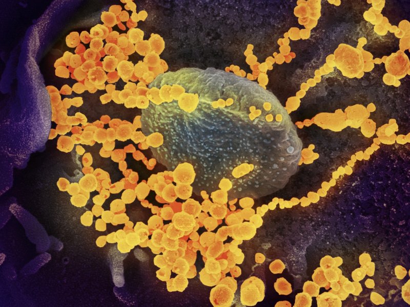 Prof Tulio - Coronavirus