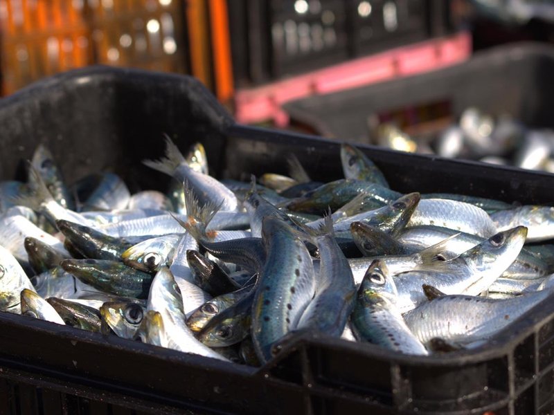 Fish caught at Addington Beach 6