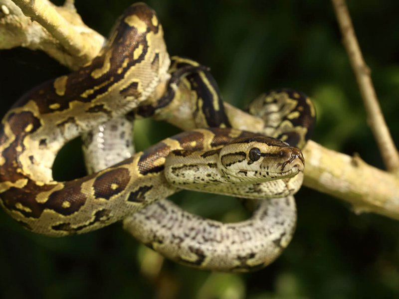 Python