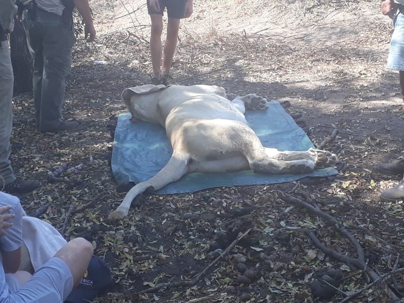 Lione mauls man to death