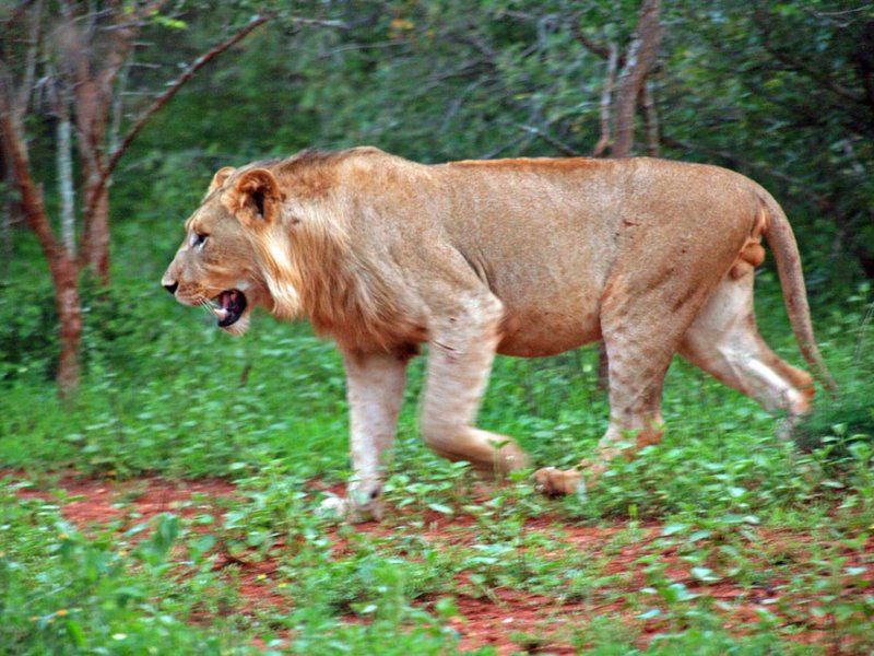 The lions roam in Marloth Park