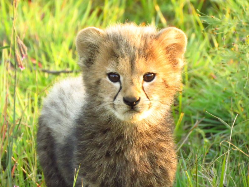 Tshwane cu cheetah one