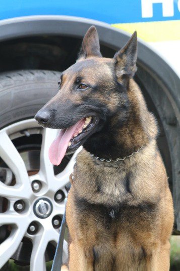 Gqeberha police dog found unharmed