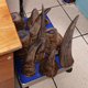 Smuggler nabbed with rhino 26kg rhino horn at OR Tambo