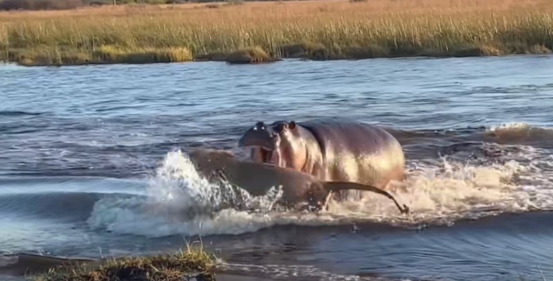 hippo bites lion