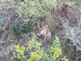 KZN lions euthanized