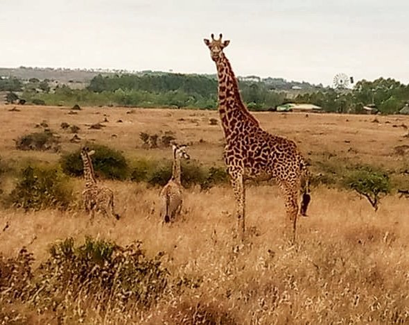 Rare twin giraffes born in Kenya