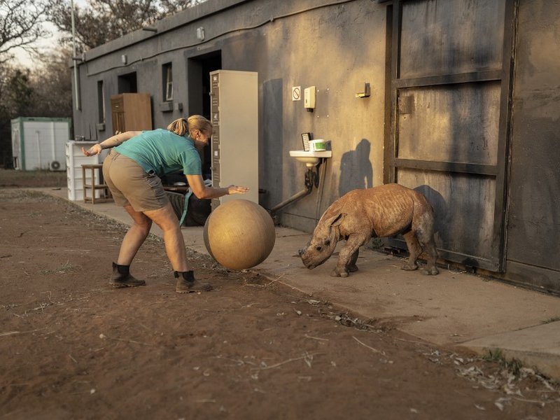 Rhino orphans