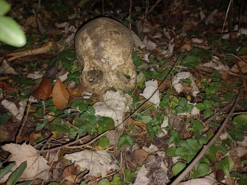 Human Remains