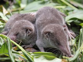 shrews