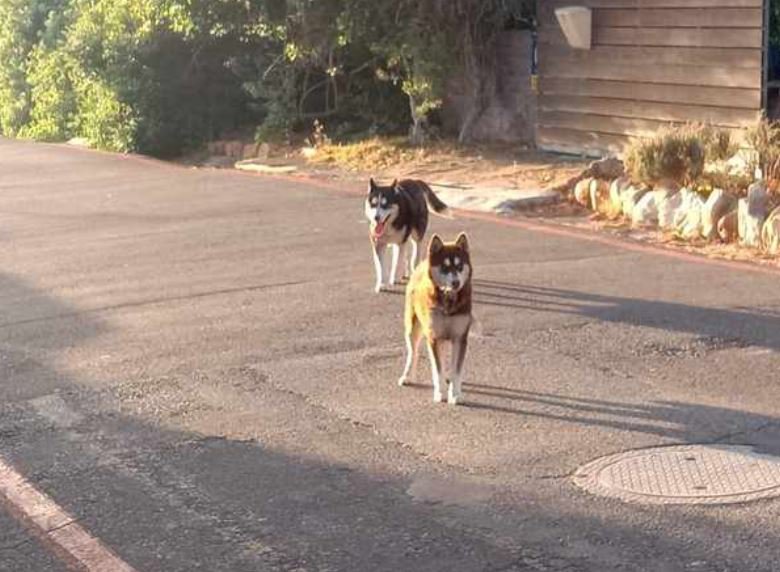 Dogs impounded after killing endangered penguins in Simon’s Town