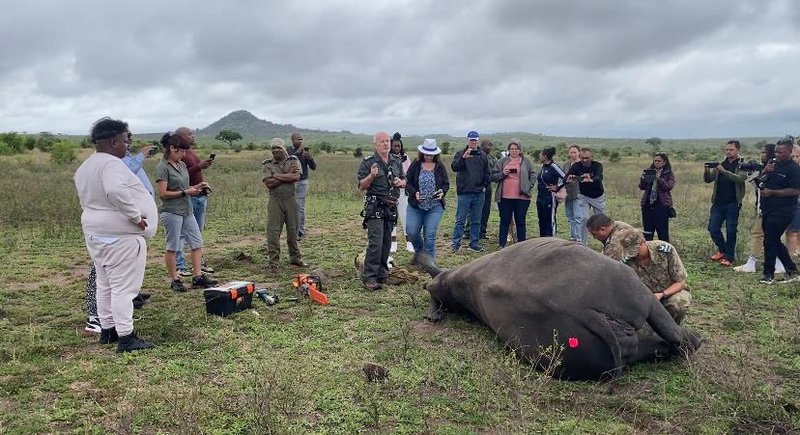 Rhino immobilising