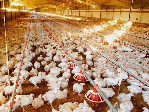 Poultry product prices