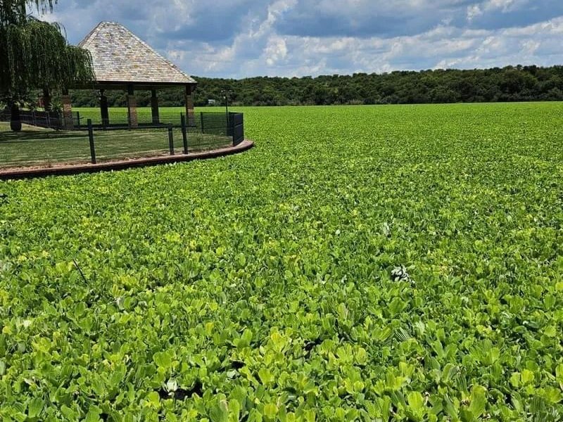 Vaal River water lettuce