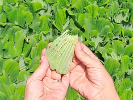 Explainer: Ridding the Vaal River of water lettuce