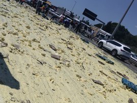 Mayonnaise truck traffic