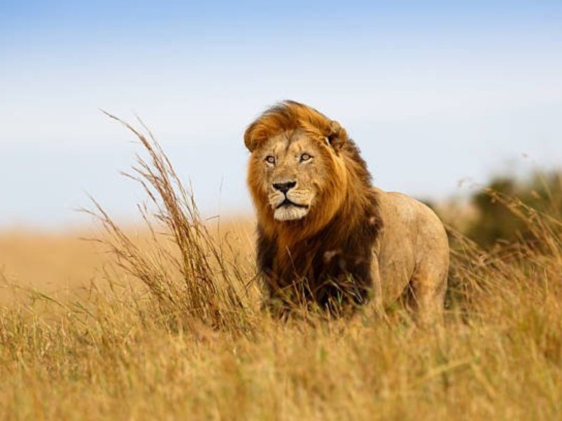 Lion