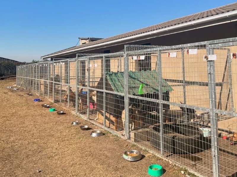 Durban ‘no kill’ dog shelter fights to keep doors open