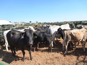 First live animal auction in Zululand since FMD outbreak