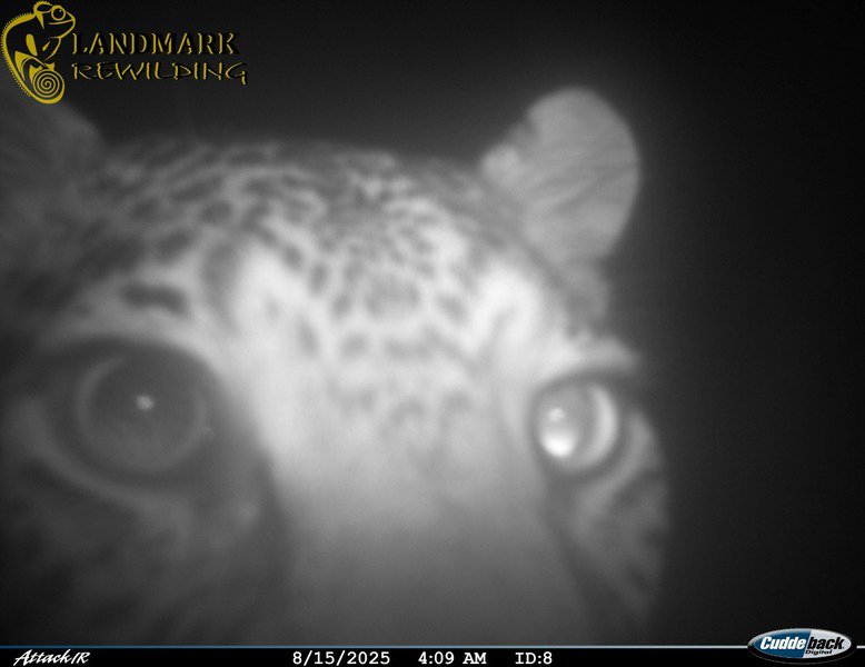 SANParks Leopard close up