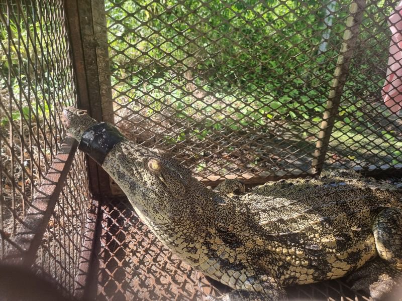 DNA tests launched to trace origin of dead Nile croc on KZN coast