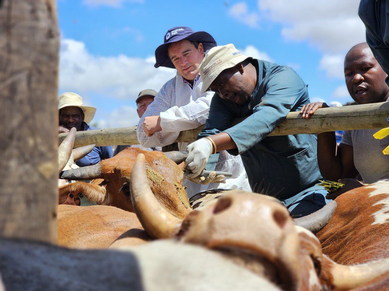 Easter livestock movement raises risk of FMD spread - Steenhuisen
