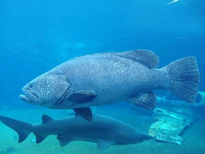 uShaka Sea World mourns death of iconic 40-year-old giant grouper