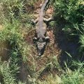 Crocodile