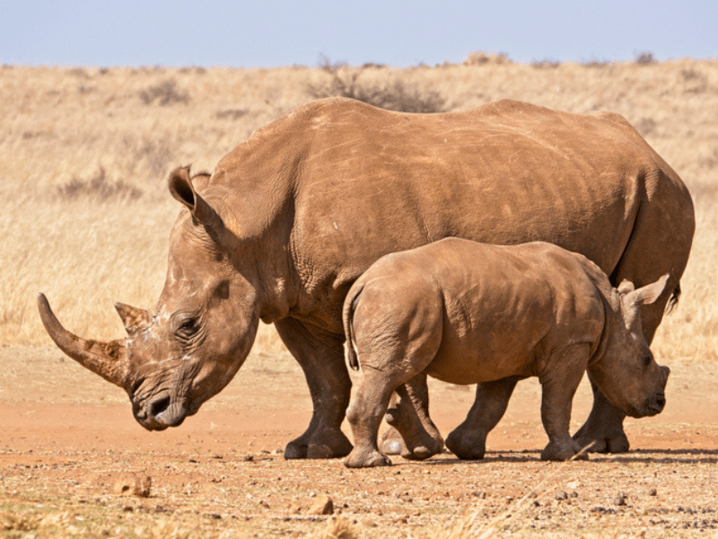 White Rhino mother with young calf