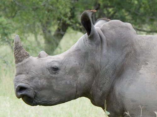 White_Rhino_profile_close_1.jpg