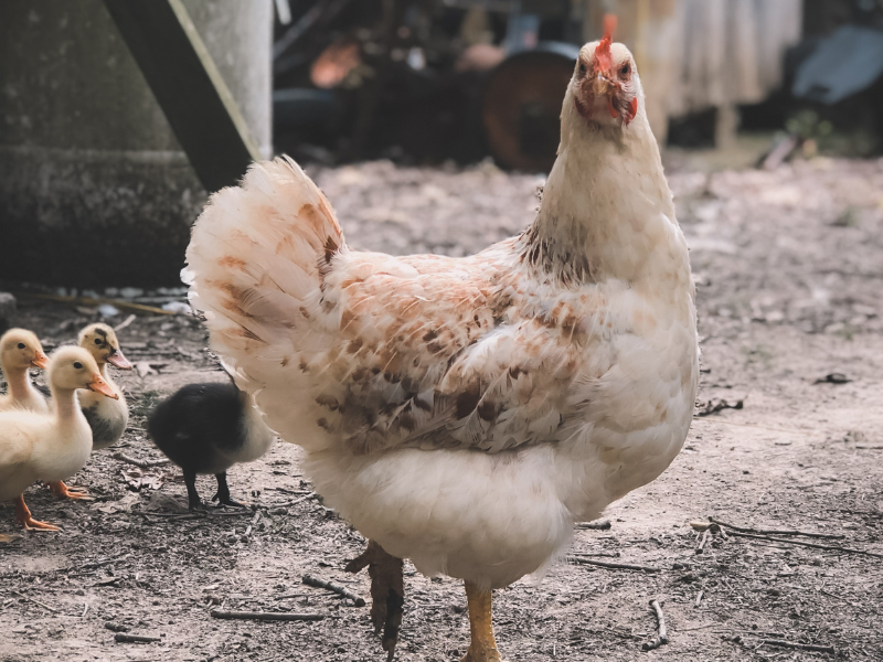 White hen standing on a farm