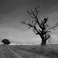 Withering Tree