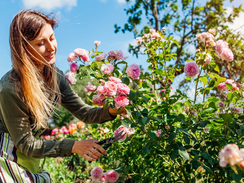 Blomming Roses A beginner's guide: Tips for growing roses